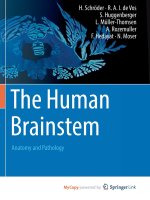 The Human Brainstem