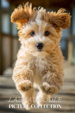 Labradoodle Photo Collection