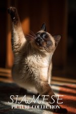 Siamese Cat Photo Collection