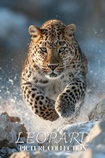 Leopard Photo Collection