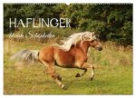 Haflinger - blonde Schönheiten (Wandkalender 2027 DIN A2 quer), CALVENDO Monatskalender