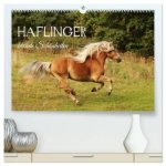 Haflinger - blonde Schönheiten (hochwertiger Premium Wandkalender 2027 DIN A2 quer), Kunstdruck in Hochglanz