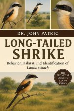 LONG-TAILED SHRIKE