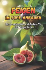 Feigen im Topf anbauen