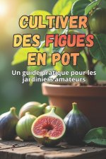 Cultiver des figues en pot