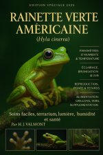 Rainette verte américaine (Hyla cinerea)