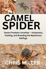 CAMEL SPIDER