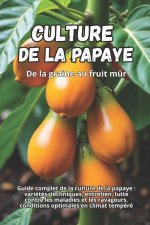 Culture de la papaye