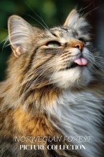 Norwegian Forest Cat Photo Collection