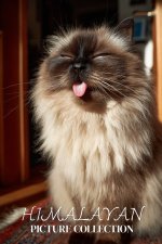 Himalayan Cat Photo Collection