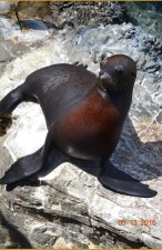 Max The Sea Lion