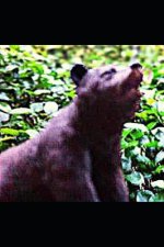 To Poke The Bear