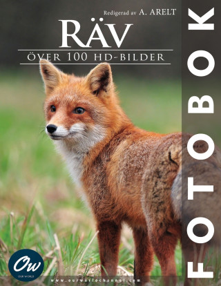 Räv