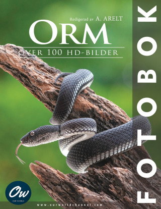 Orm