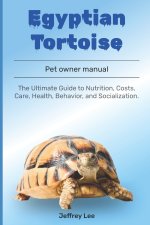 Egyptian tortoise