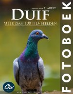 Duif