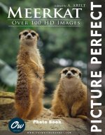 Meerkat