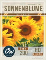 Sonnenblume