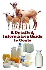 A Detailed, Informative Guide to Goats