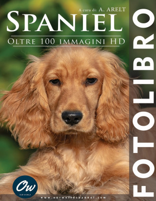 Spaniel