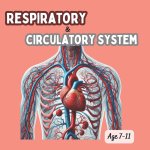 Respiratory and circulatory system