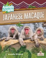 Japanese Macaque