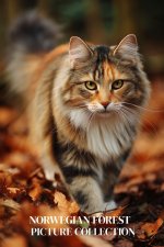 Norwegian Forest Cat Photo Collection