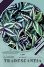 Tradescantia