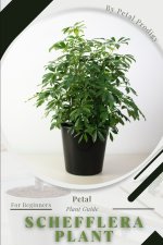 Schefflera Plant
