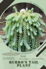 Burro's Tail Plant