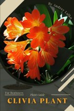 Clivia Plant