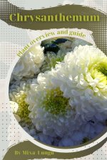 Chrysanthemum