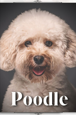 Poodle