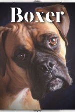 Boxer