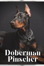 Doberman Pinscher