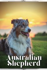 Australian Shepherd