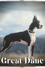 Great Dane