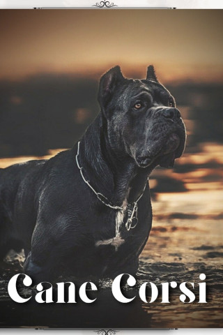 Cane Corsi