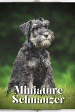 Miniature Schnauzer