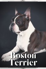 Boston Terrier