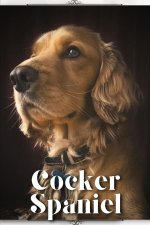 Cocker Spaniel