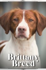 Brittany Breed