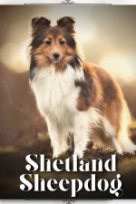 Shetland Sheepdog