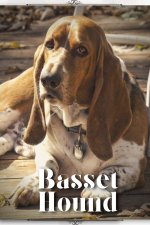 Basset Hound
