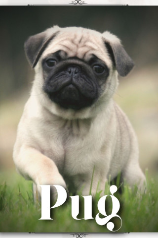 Pug