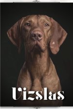 Vizslas