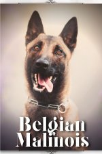 Belgian Malinois