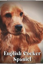 English Cocker Spaniel