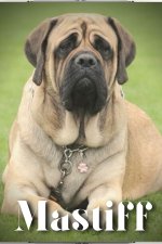 Mastiff