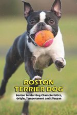 Boston Terrier Dog